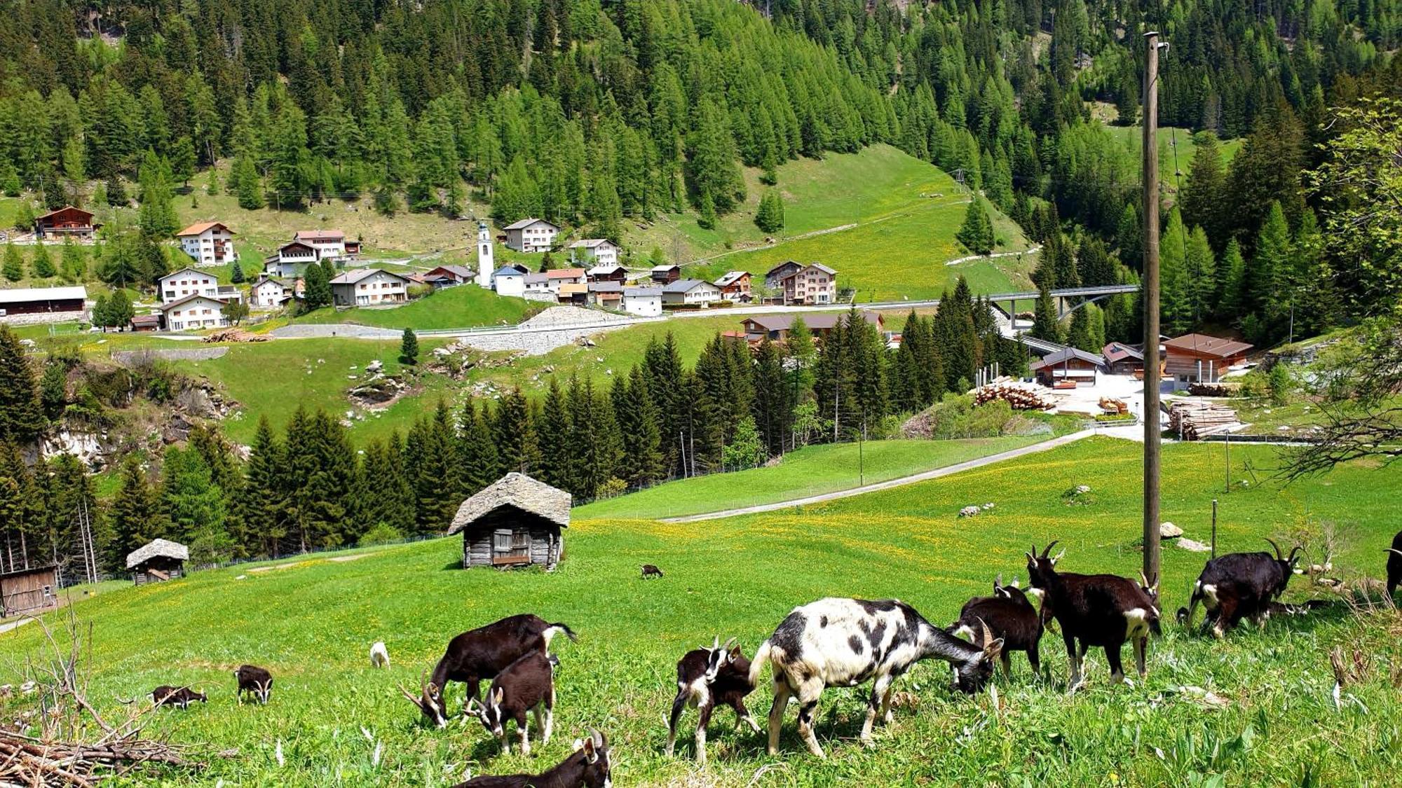 Gasthaus Alpenrose Innerferrera Экстерьер фото